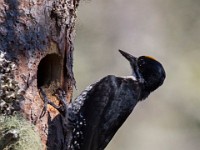 A2Z8355c  Black-backed Woodpecker (Picoides arcticus) - male by nest